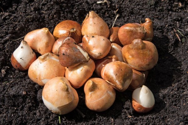 Onion сайт кракен