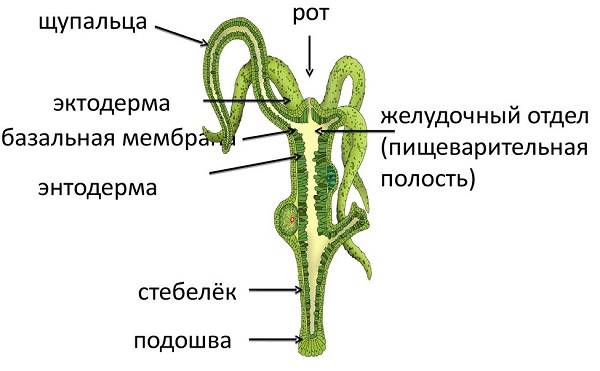 Кракен сайт работает